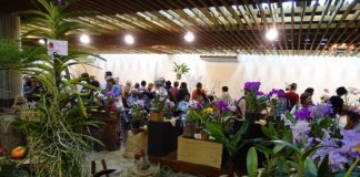 Maior exposição de orquídeas de SP traz espécies que homenageiam os famosos