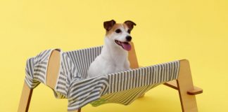 JAPAN HOUSE São Paulo traz programação variada em fevereiro!