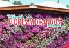 Festa das Flores e Morangos de Atibaia