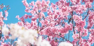 Florada das sakuras faz preço de parque subir no centro de Tóquio