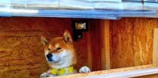 Banca de batatas-doce faz sucesso em Hokkaido devido ao seu “empreendedor”, um cão!