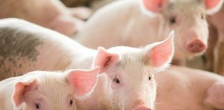 Universidade japonesa quer experimentar cultivo de órgãos humanos em porcos