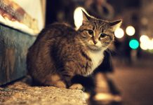 Encontrar um gato perdido? Um método no Japão revela-se surpreendentemente eficaz