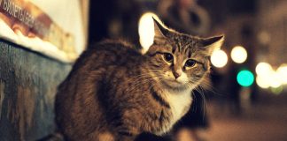 Encontrar um gato perdido? Um método no Japão revela-se surpreendentemente eficaz