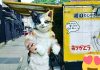 Ele voltou! Gato gigante vende batatas-doces nas ruas do Japão