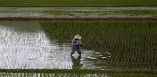 Casa Imperial escolhe províncias do Japão para produção de arroz sagrado