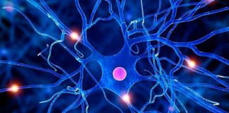 Cientistas dizem usar cola líquida para cultivar células-tronco