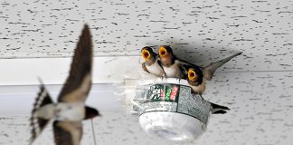 Kagoshima: Andorinhas nascidas em um ninho improvisado – um recipiente de macarrão
